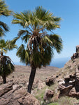 Brahea edulis | Guadalupe Palm | 5_Seeds