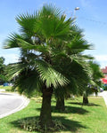 Brahea edulis | Guadalupe Palm | 5_Seeds