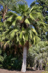 Brahea edulis | Guadalupe Palm | 5_Seeds