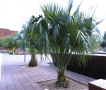 Brahea edulis | Guadalupe Palm | 5_Seeds