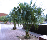 Brahea edulis | Guadalupe Palm | 5_Seeds