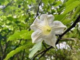 Brugmansia arborea | Angel’s Trumpet | 20_Seeds