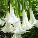 Brugmansia arborea | Angel’s Trumpet | 20_Seeds