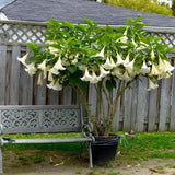 Brugmansia arborea | Angel’s Trumpet | 20_Seeds