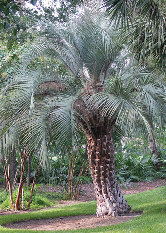 Butia capitata | Cocus | Pindo & Jelly Palm | 10_Seeds