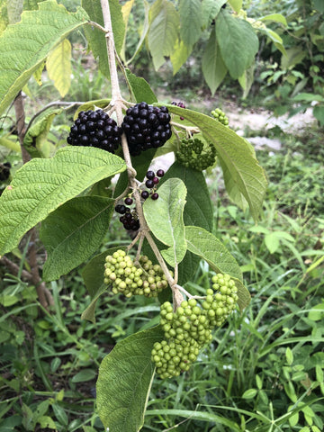 Callicarpa acuminata | Mexican Black Beautyberry | 20_Seeds