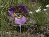 Calochortus gunnisonii | Gunnisons Mariposa Lily | 20_Seeds