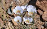 Calochortus gunnisonii | Gunnisons Mariposa Lily | 20_Seeds