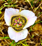 Calochortus gunnisonii | Gunnisons Mariposa Lily | 20_Seeds