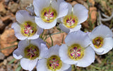 Calochortus gunnisonii | Gunnisons Mariposa Lily | 20_Seeds