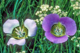 Calochortus gunnisonii | Gunnisons Mariposa Lily | 20_Seeds