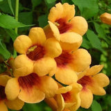Campsis radicans Judy | Trumpet Vine | 50_Seeds