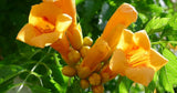 Campsis radicans Judy | Trumpet Vine | 50_Seeds