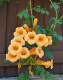 Campsis radicans Judy | Trumpet Vine | 50_Seeds