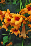 Campsis radicans Judy | Trumpet Vine | 50_Seeds