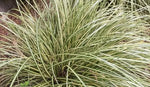 Carex morrowii Pinkie | Morrows & Japanese Grass Sedge | 100_Seeds