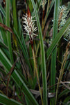 Carex morrowii Pinkie | Morrows & Japanese Grass Sedge | 100_Seeds