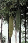 Caryota maxima | Himalayan Fish Tail Palm | Mountain Fishtail | 5_Seeds