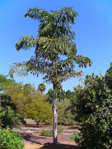 Caryota maxima | Himalayan Fish Tail Palm | Mountain Fishtail | 5_Seeds