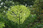 Caryota mitis | Clustering Fishtail Palm | 5_Seeds