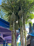 Caryota mitis | Clustering Fishtail Palm | 5_Seeds