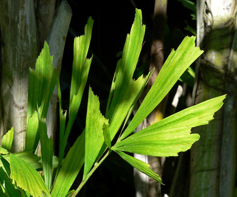 Caryota mitis | Clustering Fishtail Palm | 5_Seeds