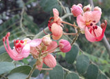 Cassia roxburghii | Ceylon Senna | Red Cassia | 10_Seeds