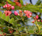 Cassia roxburghii | Ceylon Senna | Red Cassia | 10_Seeds