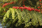 Cassia roxburghii | Ceylon Senna | Red Cassia | 10_Seeds