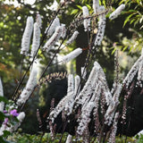 Cimicifuga ramosa Atropurpurea | Black Cohosh | Bugbane | 20_Seeds