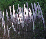Cimicifuga ramosa Atropurpurea | Black Cohosh | Bugbane | 20_Seeds