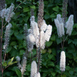 Cimicifuga ramosa Atropurpurea | Black Cohosh | Bugbane | 20_Seeds