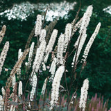 Cimicifuga ramosa Atropurpurea | Black Cohosh | Bugbane | 20_Seeds