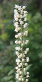 Cimicifuga ramosa Atropurpurea | Black Cohosh | Bugbane | 20_Seeds