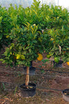 Citrus medica | Citron | 20_Seeds