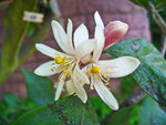 Citrus medica | Citron | 20_Seeds