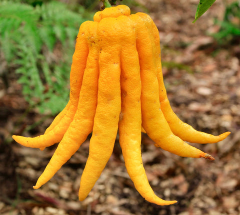 Citrus medica | Citron | 20_Seeds