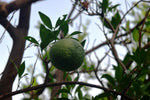 Citrus taitensis | Rough Lemon | 10_Seeds