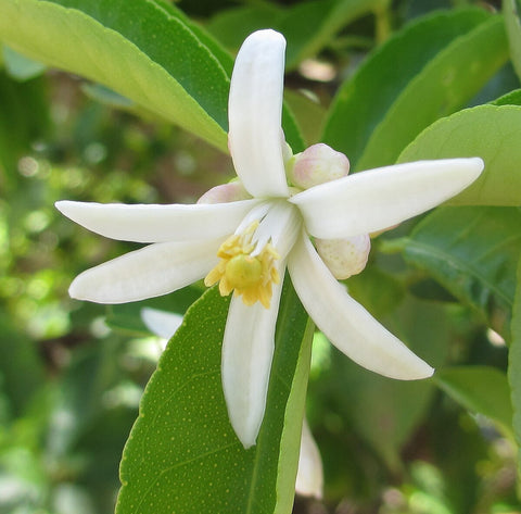 Citrus taitensis | Rough Lemon | 10_Seeds