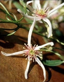 Clematis delicata | Dainty | 20_Seeds
