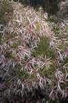 Clematis delicata | Dainty | 20_Seeds