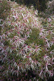 Clematis delicata | Dainty | 20_Seeds