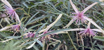 Clematis delicata | Dainty | 20_Seeds