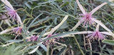 Clematis delicata | Dainty | 20_Seeds