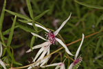 Clematis delicata | Dainty | 20_Seeds