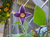 Clematis Rooguchi | Blue Bells | 10_Seeds