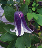 Clematis Rooguchi | Blue Bells | 10_Seeds