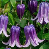 Clematis Rooguchi | Blue Bells | 10_Seeds