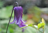 Clematis Rooguchi | Blue Bells | 10_Seeds
