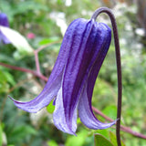Clematis Rooguchi | Blue Bells | 10_Seeds